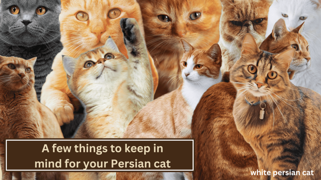 A few things to keep in mind for your Persian cat