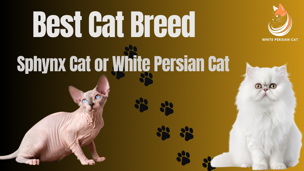 Best Cat Breed Sphynx Cat or White Persian Cat in India and Pakistan 2023