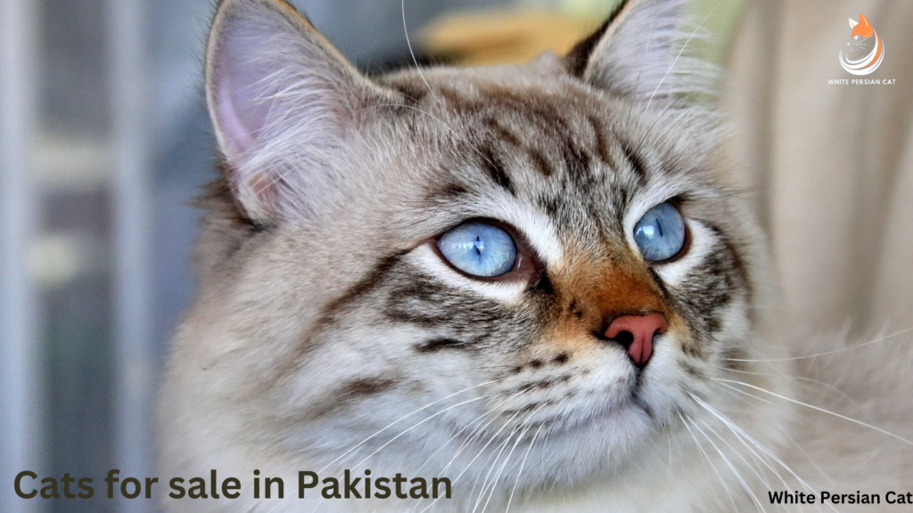 Cats for sale in Pakistan