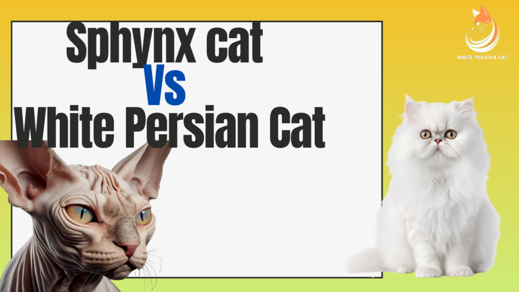 Difference Between Sphynx cat Vs White Persian Cat
