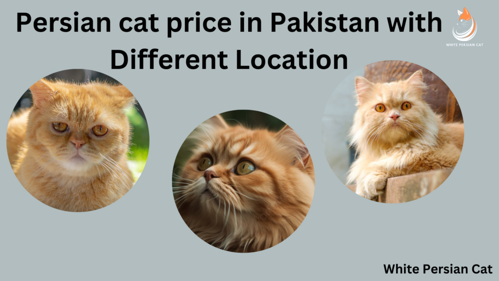 Persian cat price in Pakistan with Different Location