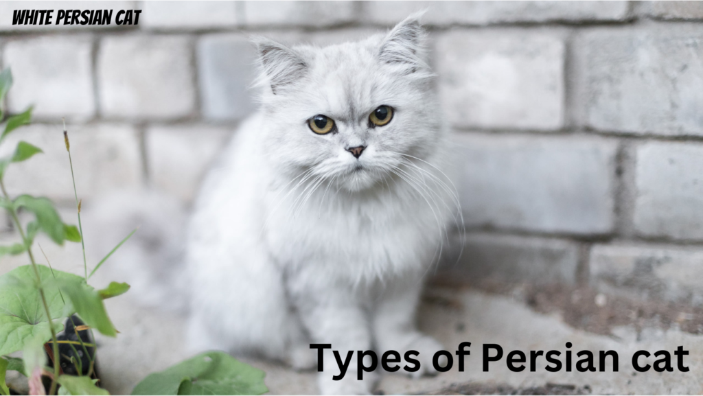 Types of Persian cat