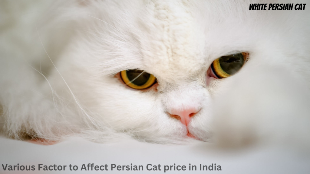 There are various factor to affect Persian Cat price in India