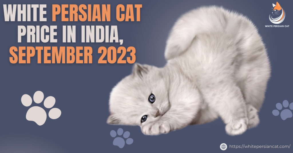 White Persian Cat Price In India January 2024 A Comprehensive Guide   White Persian Cat Price In India September 2023 1024x536 