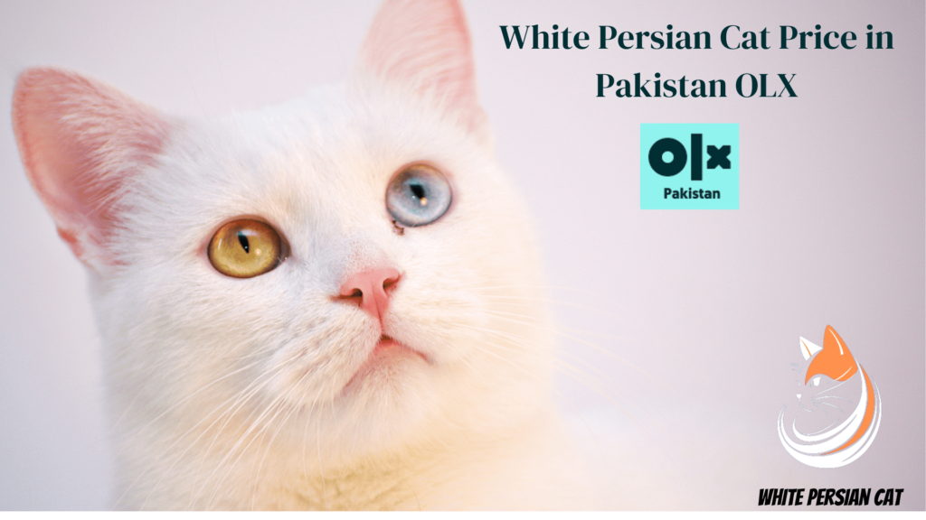 White Persian Cat Price in Pakistan OLX