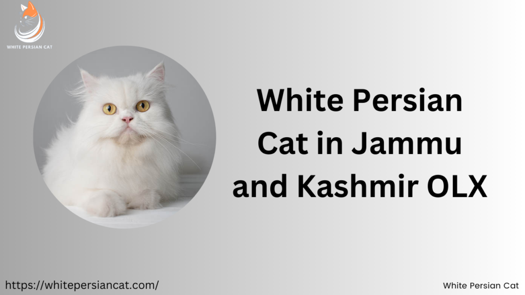 white persian cat in jammu and kashmir olx