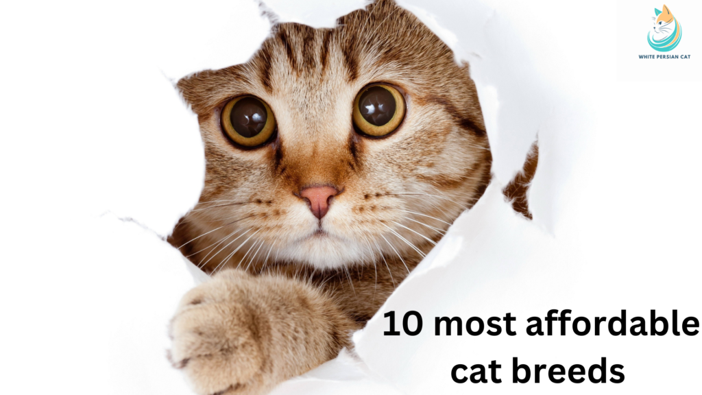 10 most affordable cat breeds