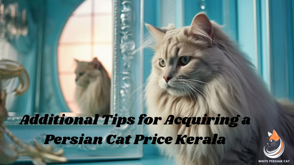 Additional Tips for Acquiring a Persian Cat Price Kerala