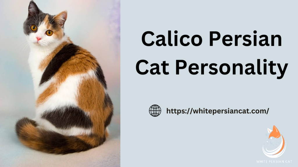 What is Calico Persian Cat Personality?