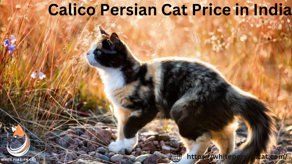 Calico Persian Cat Price in India