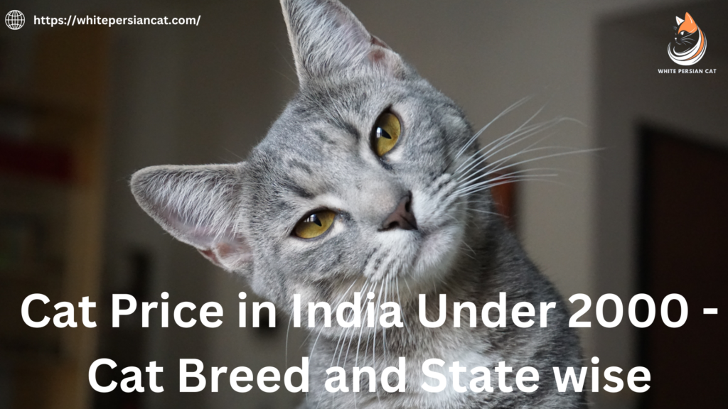 Cat Price in India Under 2000 - Cat Breed and State wise