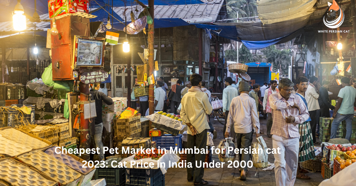 Cheapest Pet Market in Mumbai for Persian cat 2023_ Cat Price in India Under 2000