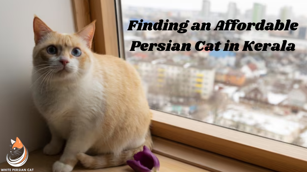 Finding an Affordable Persian Cat in Kerala