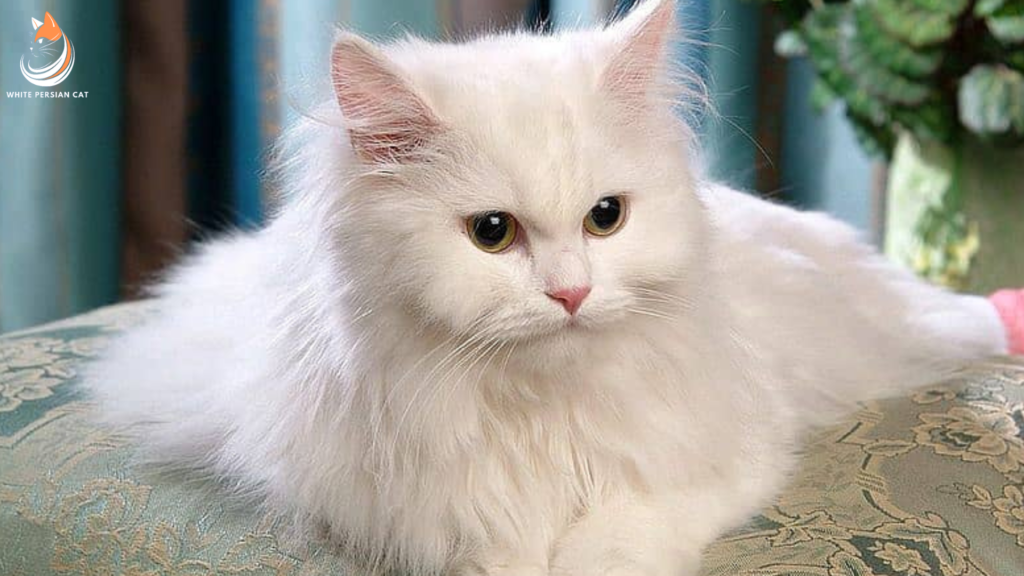 How doll face Persian cat is different from other types of Persian cats?