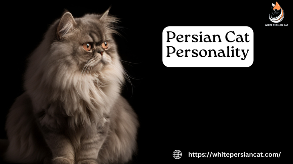 Persian Cat Personality
