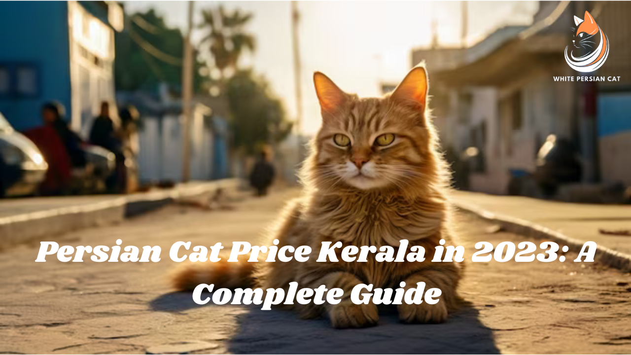 Persian Cat Price Kerala in 2023: A Complete Guide