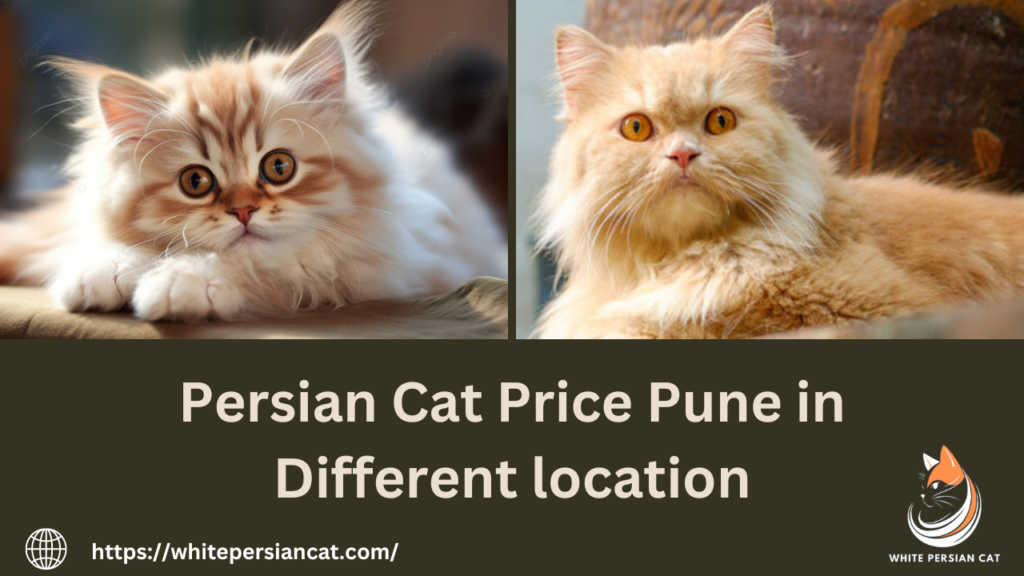 Persian Cat Price Pune in Different location