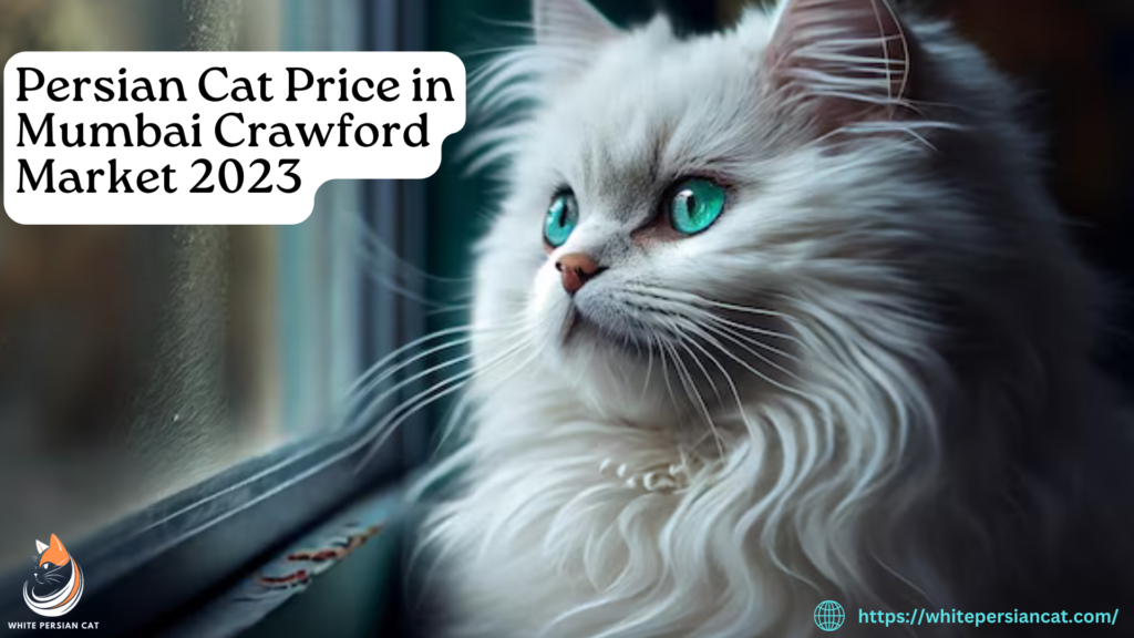 Persian Cat Price In Mumbai Crawford Market 2024 White Persian Cat   Persian Cat Price In Mumbai Crawford Market 2023 1024x576 