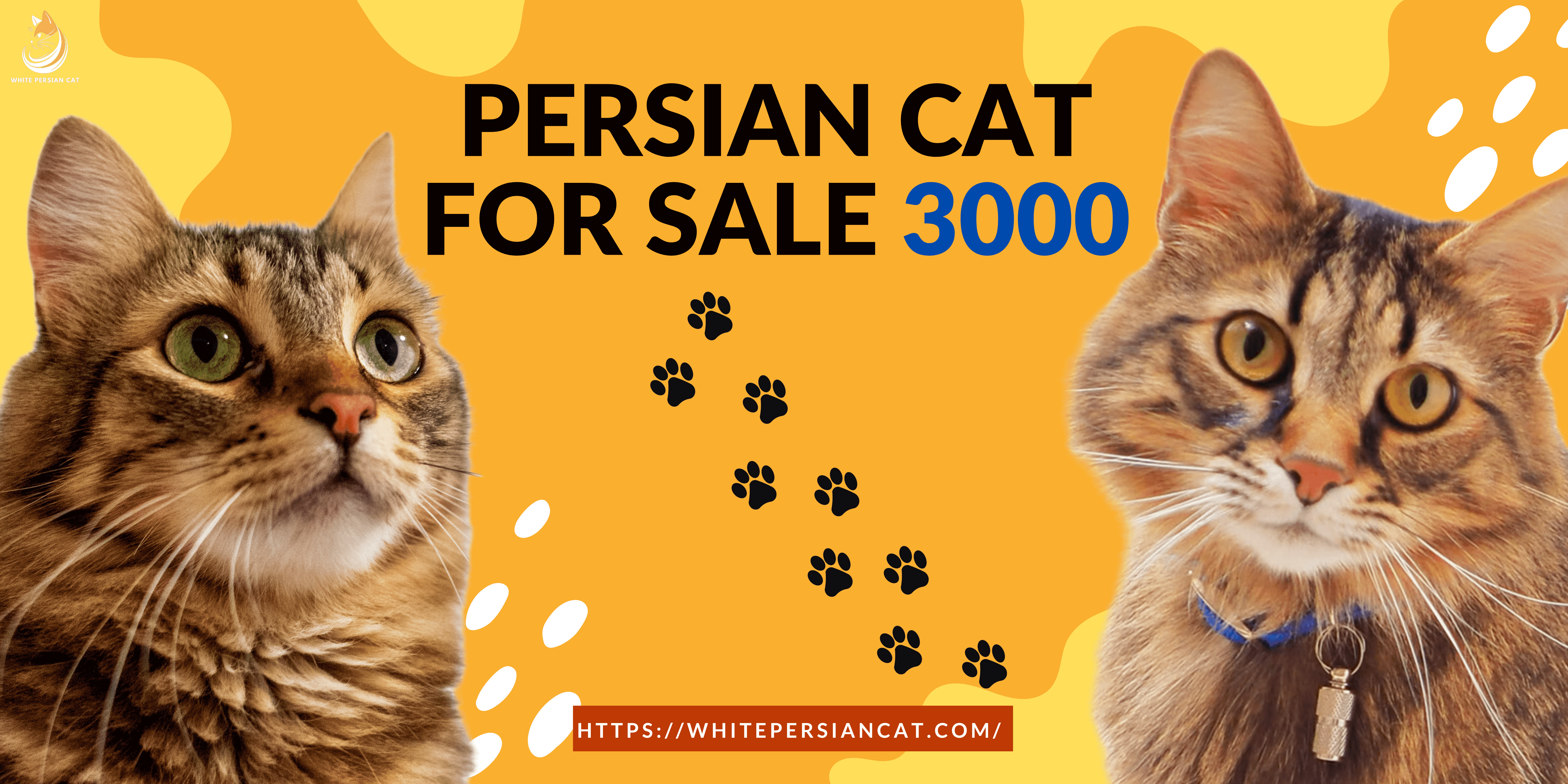 Persian Cat for Sale 3000