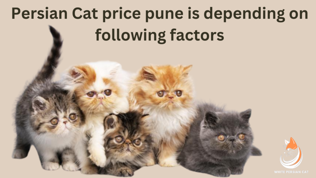 Persian Cat price pune is depending on following factors