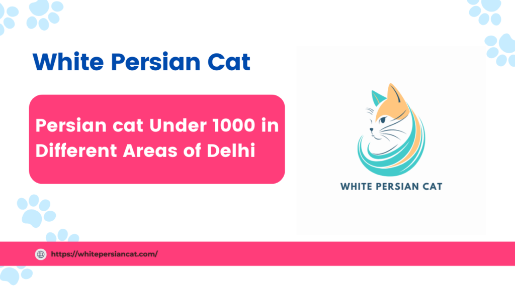 Persian cat Under 1000 in Different Areas of Delhi