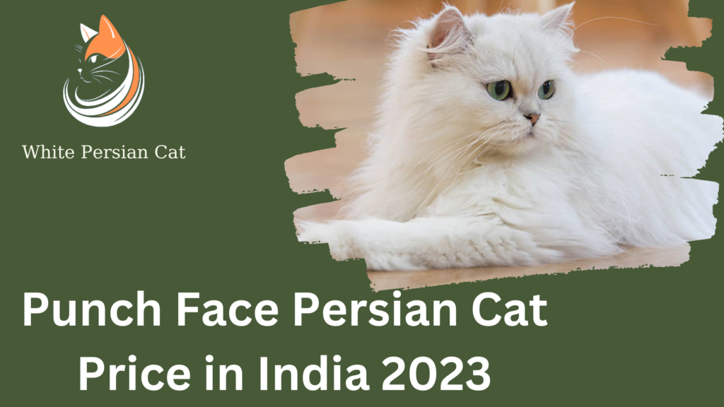 Punch Face Persian Cat Price in India 2023