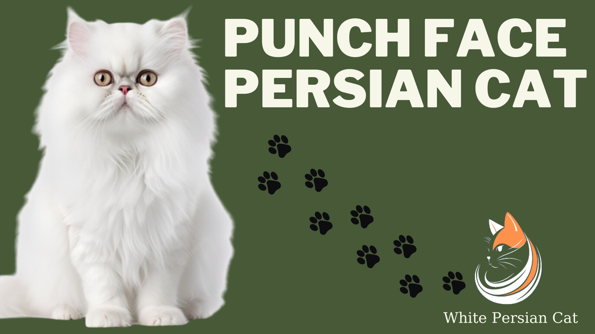 Punch Face Persian Cat