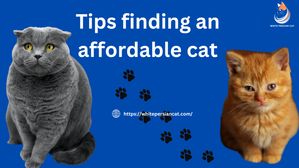 Tips finding an affordable cat