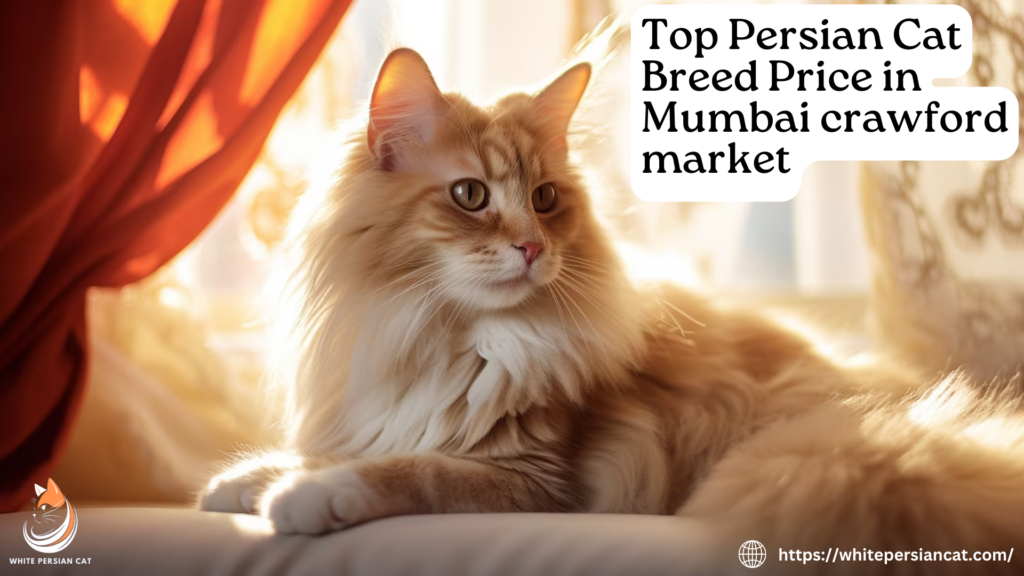 Top Persian Cat Breed Price in Mumbai crawford market