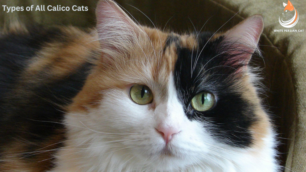 Types of All Calico Cats