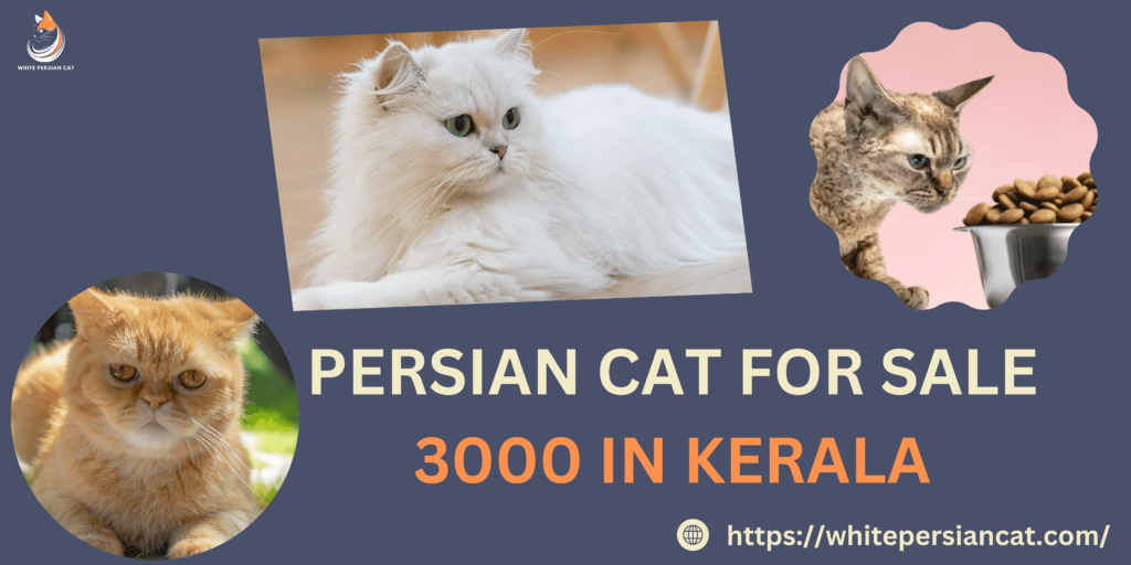 Persian cat for sale 3000 in Kerala