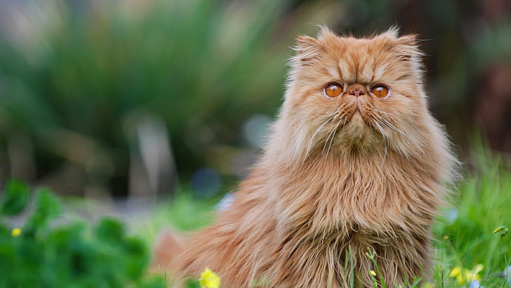 persian cat for sale 3000 in jammu