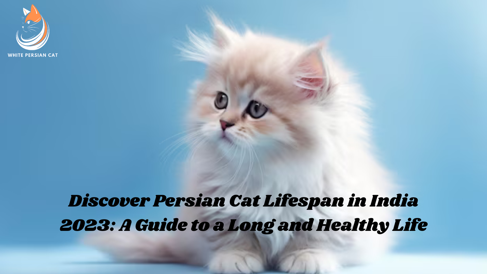 Discover Persian Cat Lifespan in India 2023_ A Guide to a Long and Healthy Life