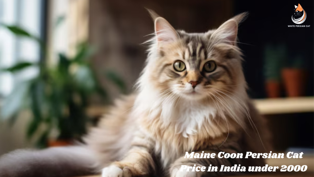 Maine Coon Persian Cat Price in India under 2000