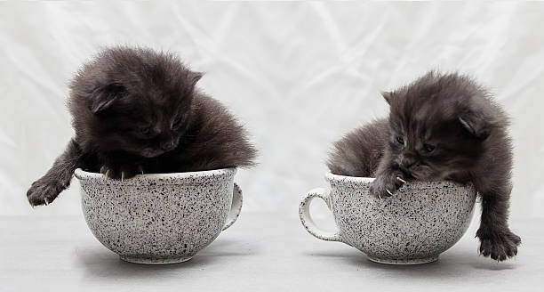 Teacup Persian Cat 