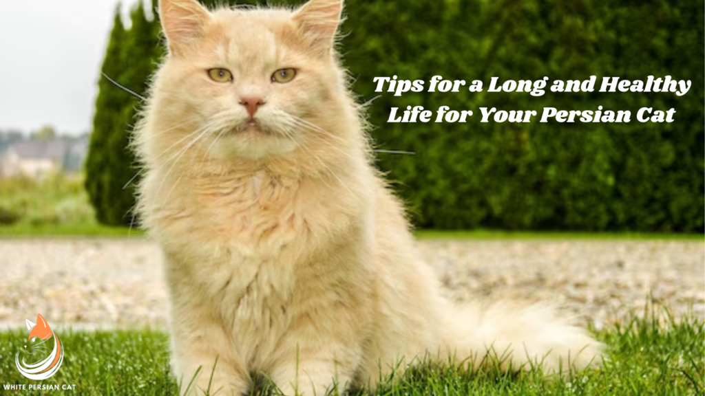 Tips for a Long and Healthy Life for Your Persian Cat
