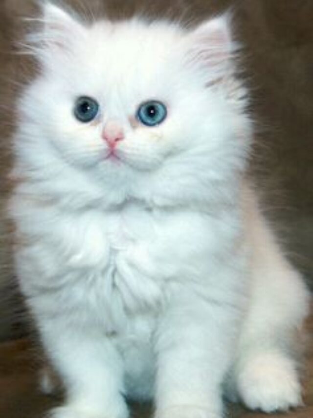 White Persian Cat Prices in Karnataka