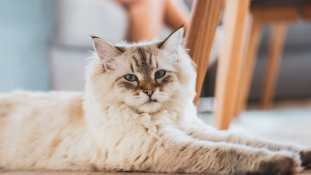 Preparing Your Home for a Persian Cat Priced 3000
