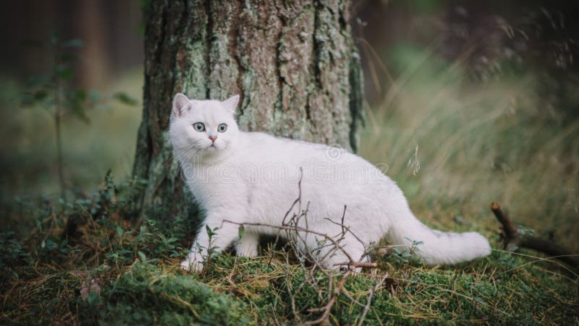 White British Shorthair Cat Price in India