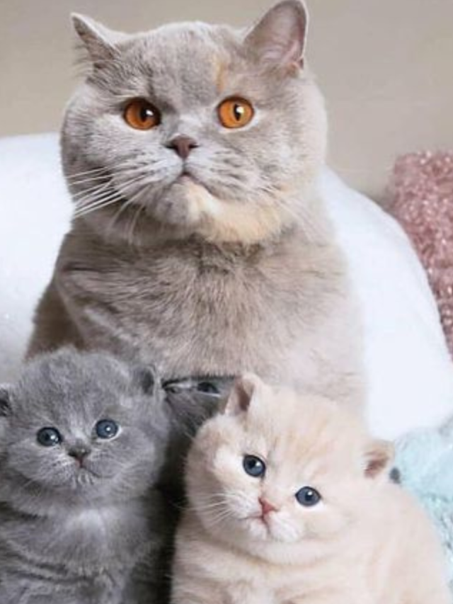 British Shorthair Kitten Price in India