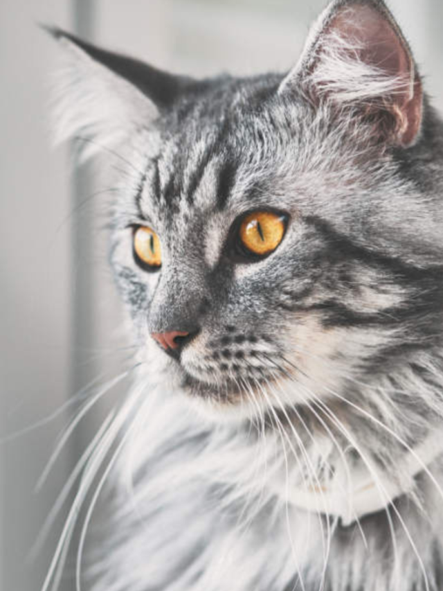 Maine Coon Cat Price India