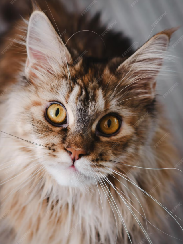 Maine Coon Cat Price in Kolkata