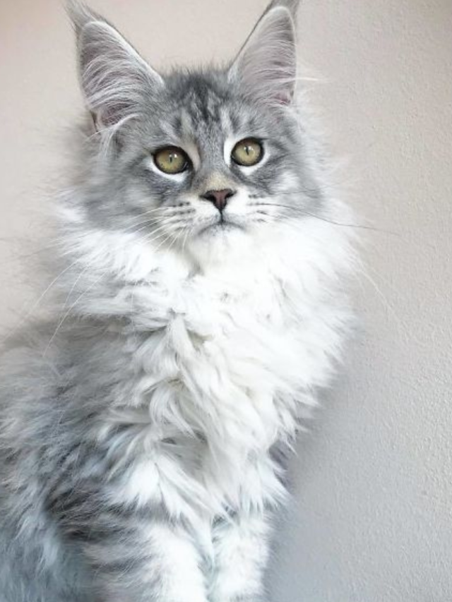 How Long Do Maine Coons Live in California, USA