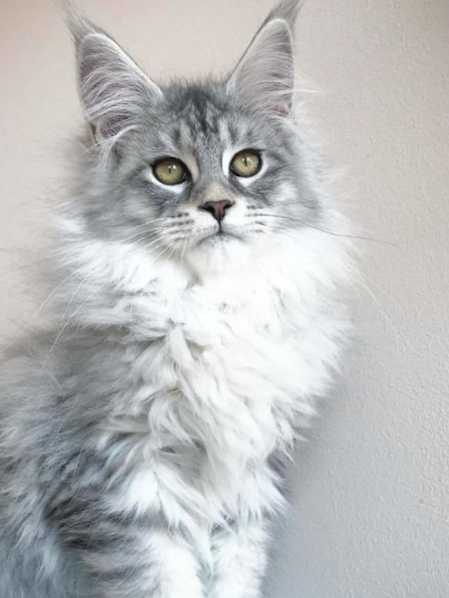 Maine Coon Cat Price in Delhi