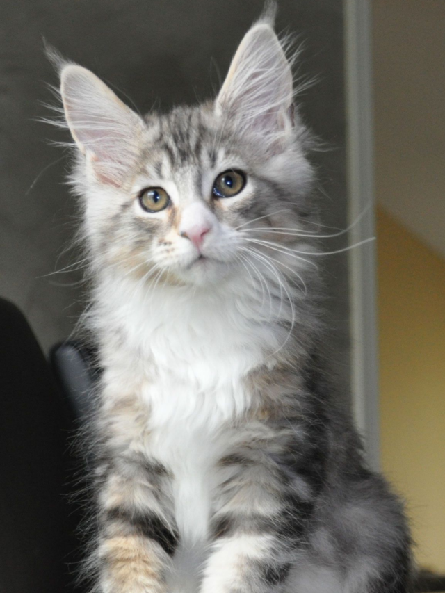 Maine Coon Cat