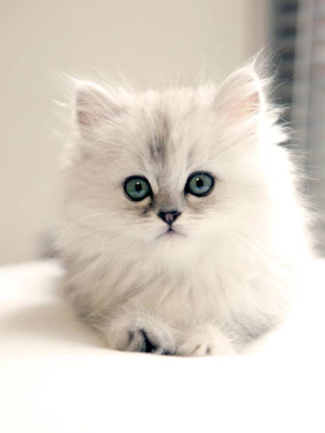 White Persian cat for sale 3000 in India 2024