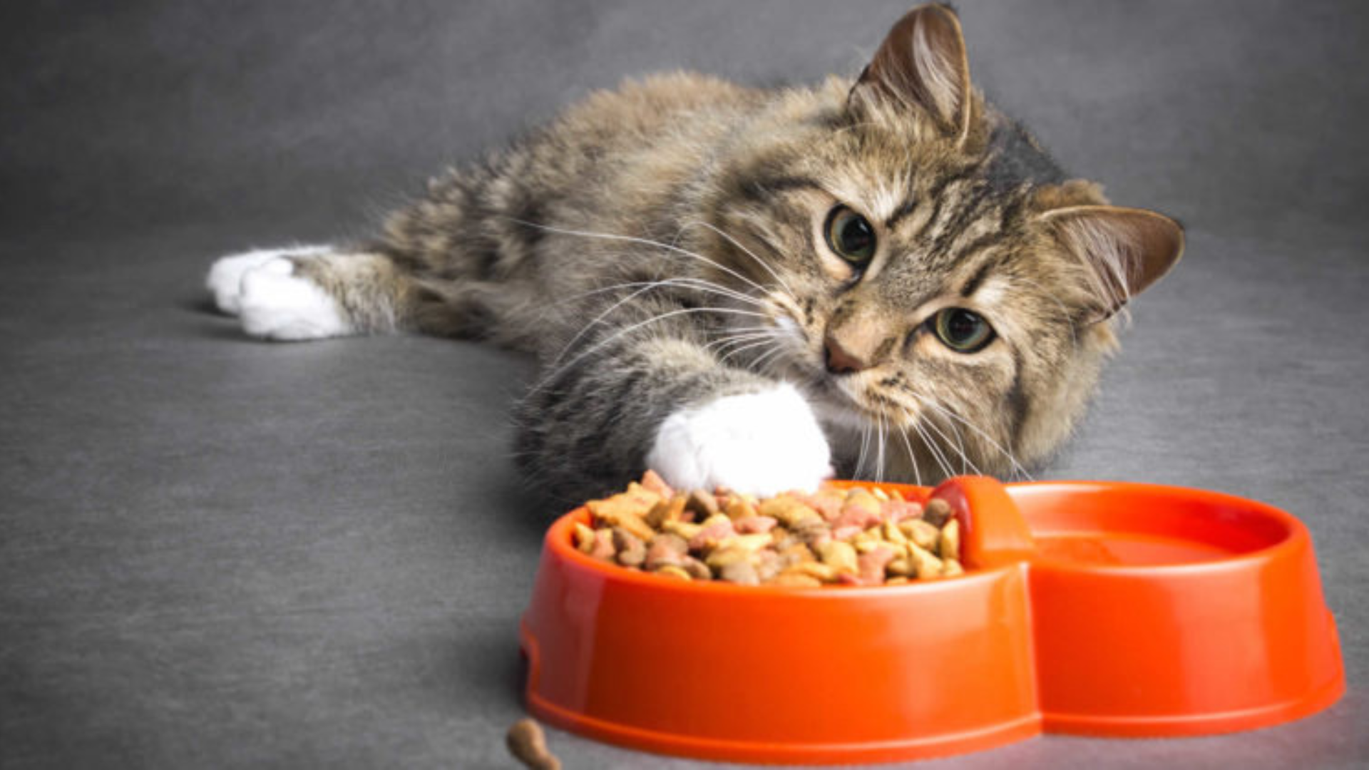 Purepet Cat Food Good or Bad