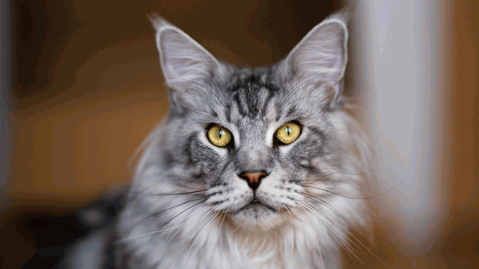 Maine Coon Cat Price in India 2024: Affordable Prices & Care Tips ...