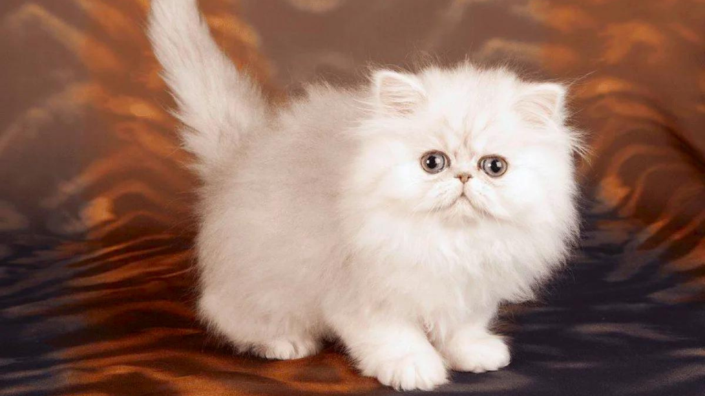 Teacup Persian Cat Price in Lucknow