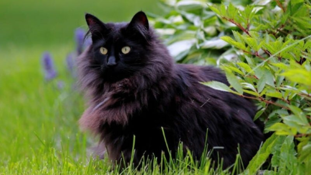 Solid Persian (Black) Cat Price in Lucknow